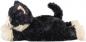 Preview: Katze