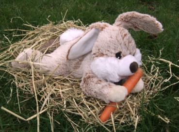 Hase -
