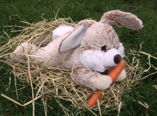 Hase -